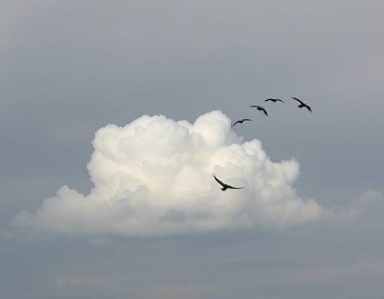 billowing CSNY cloud, tranquil, gliding smoothly, photorealistic, with birds flying nearby, highly detailed, slight breeze, 100mm lens, soft grey and white, overcast lighting, shot with a Sigma fp L
